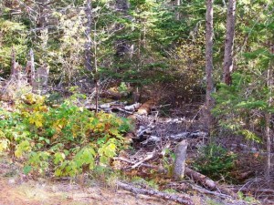Building Site for new Downeast Thunder Shop